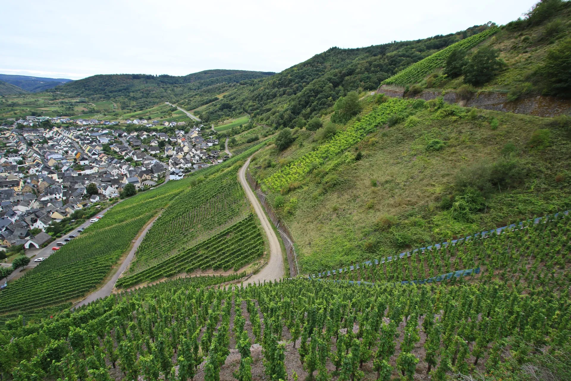 Steile Weinbergterrassen mit Weinbergsweg über dem Moselort Bremm
