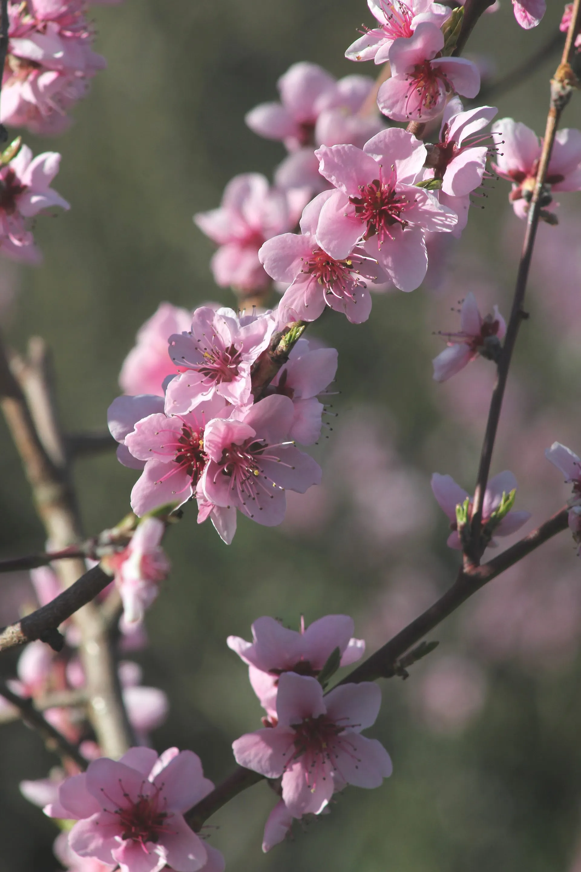 Blühender Weinbergpfirsichbaum mit rosa Blüten an der Mosel