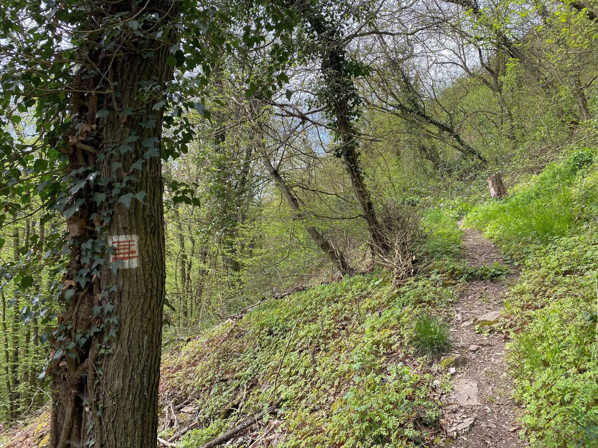Waldpfad des Moselsteigs bei Moselkern mit rot-weißer Wegmarkierung an einem Baumstamm